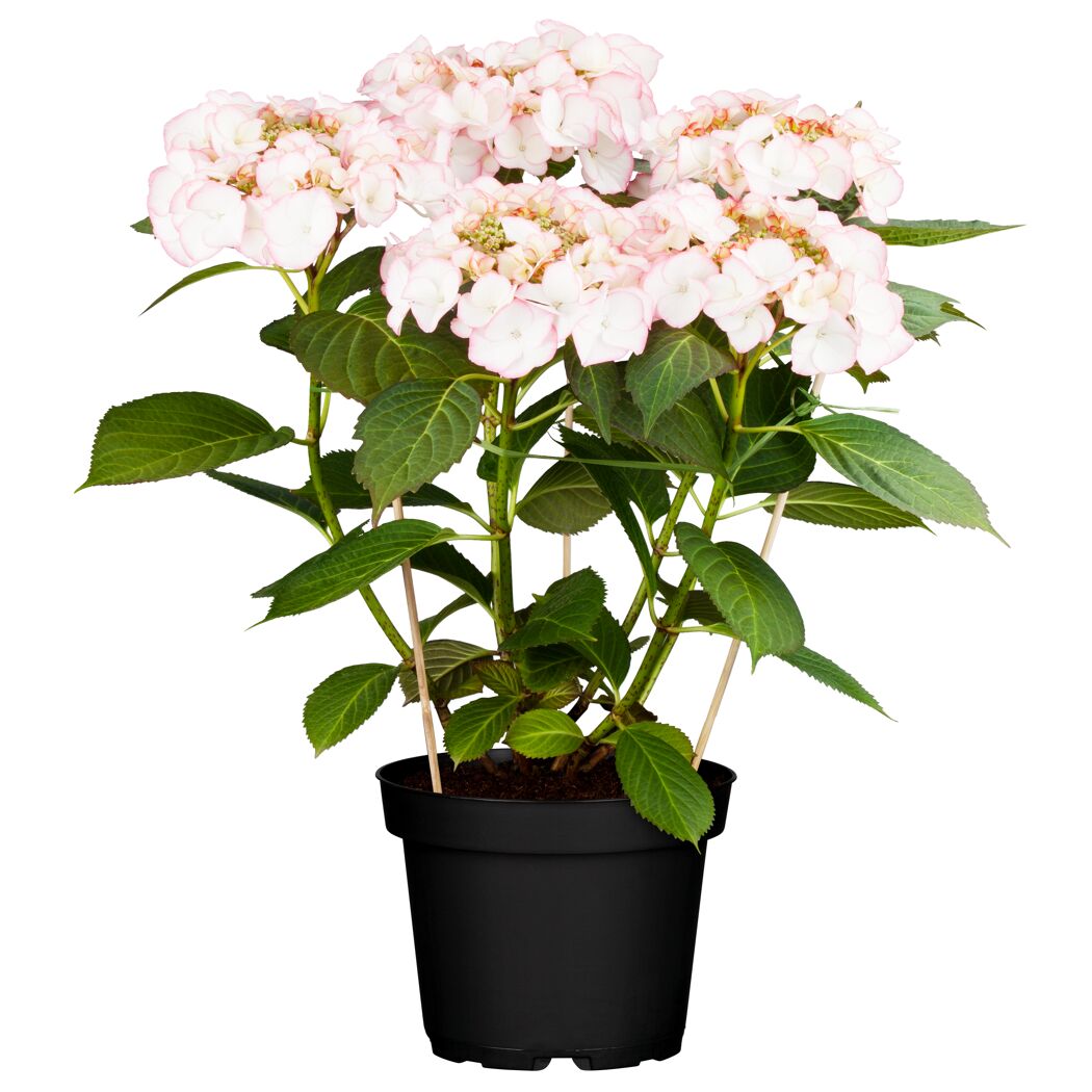 Hortensie mit rosa-weißen Blüten im Topf