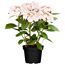 Hortensie mit rosa-weißen Blüten im Topf