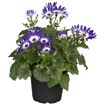 hauptbild