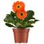 Gerbera verschiedene Farben 12 cm Topf