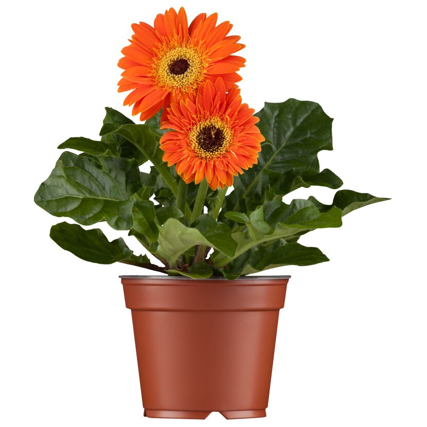 Gerbera verschiedene Farben 12 cm Topf
