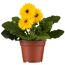 Gerbera verschiedene Farben 12 cm Topf