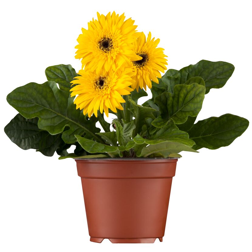 Gerbera verschiedene Farben 12 cm Topf