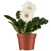 Gerbera verschiedene Farben 12 cm Topf