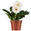 Gerbera verschiedene Farben 12 cm Topf