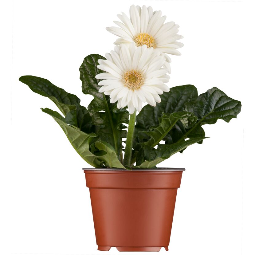 Gerbera verschiedene Farben 12 cm Topf