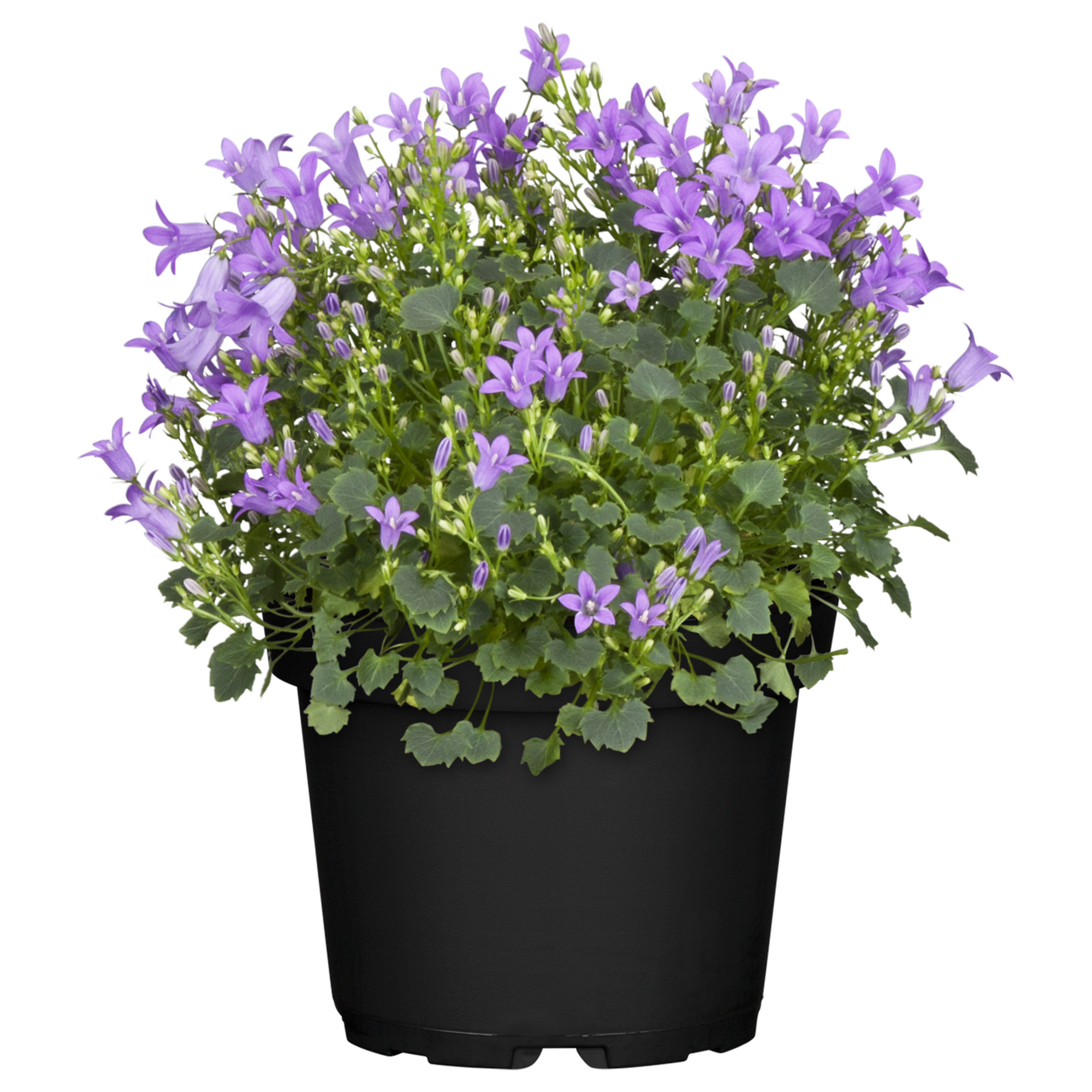 Glockenblume verschiedene Sorten 10,5 cm Topf