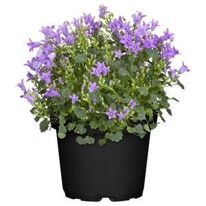 Glockenblume verschiedene Sorten 10,5 cm Topf