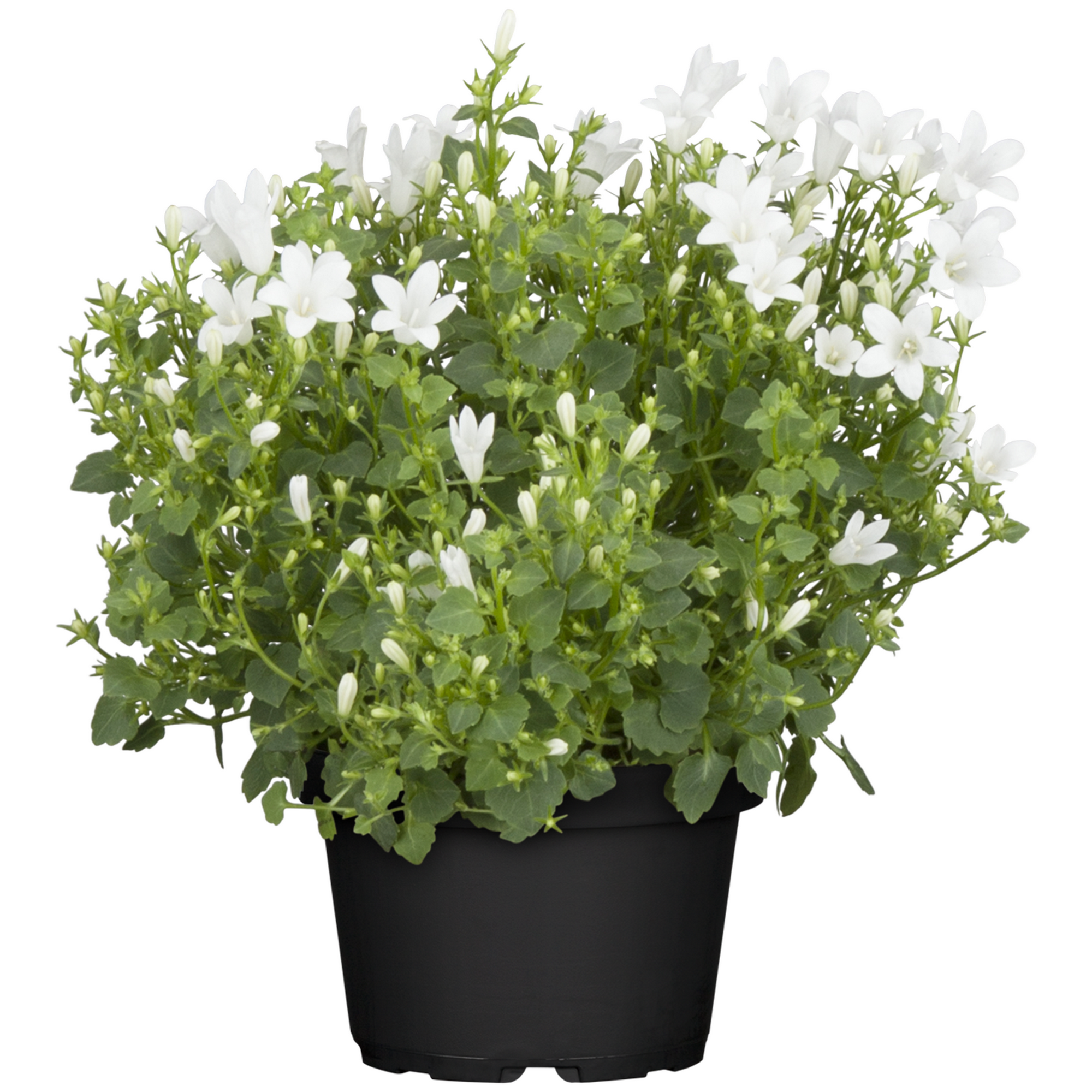 Glockenblume verschiedene Sorten 10,5 cm Topf