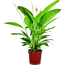 Einblatt 'Lauretta' 21 cm Topf