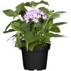 Pentas im Topf