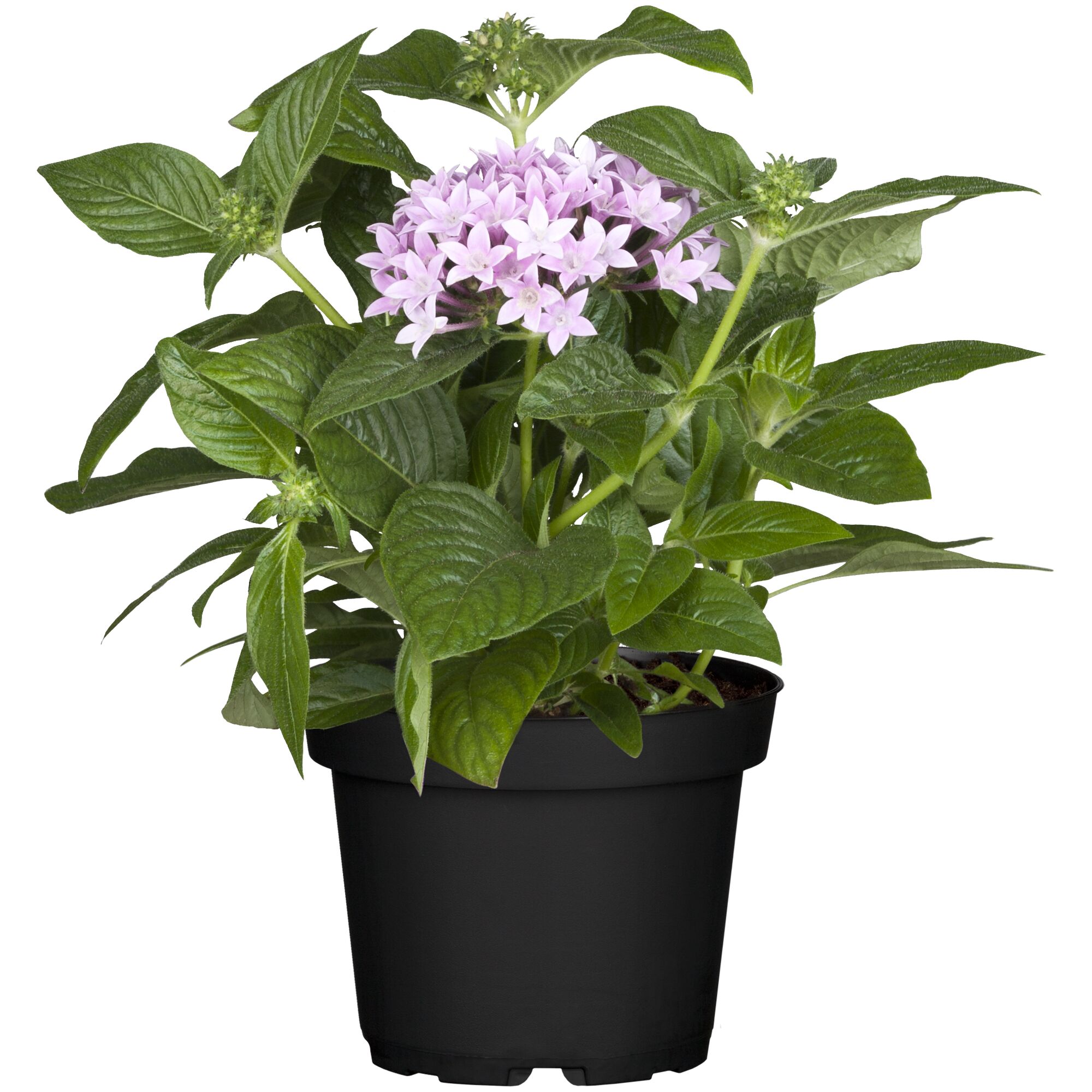 Pentas im Topf