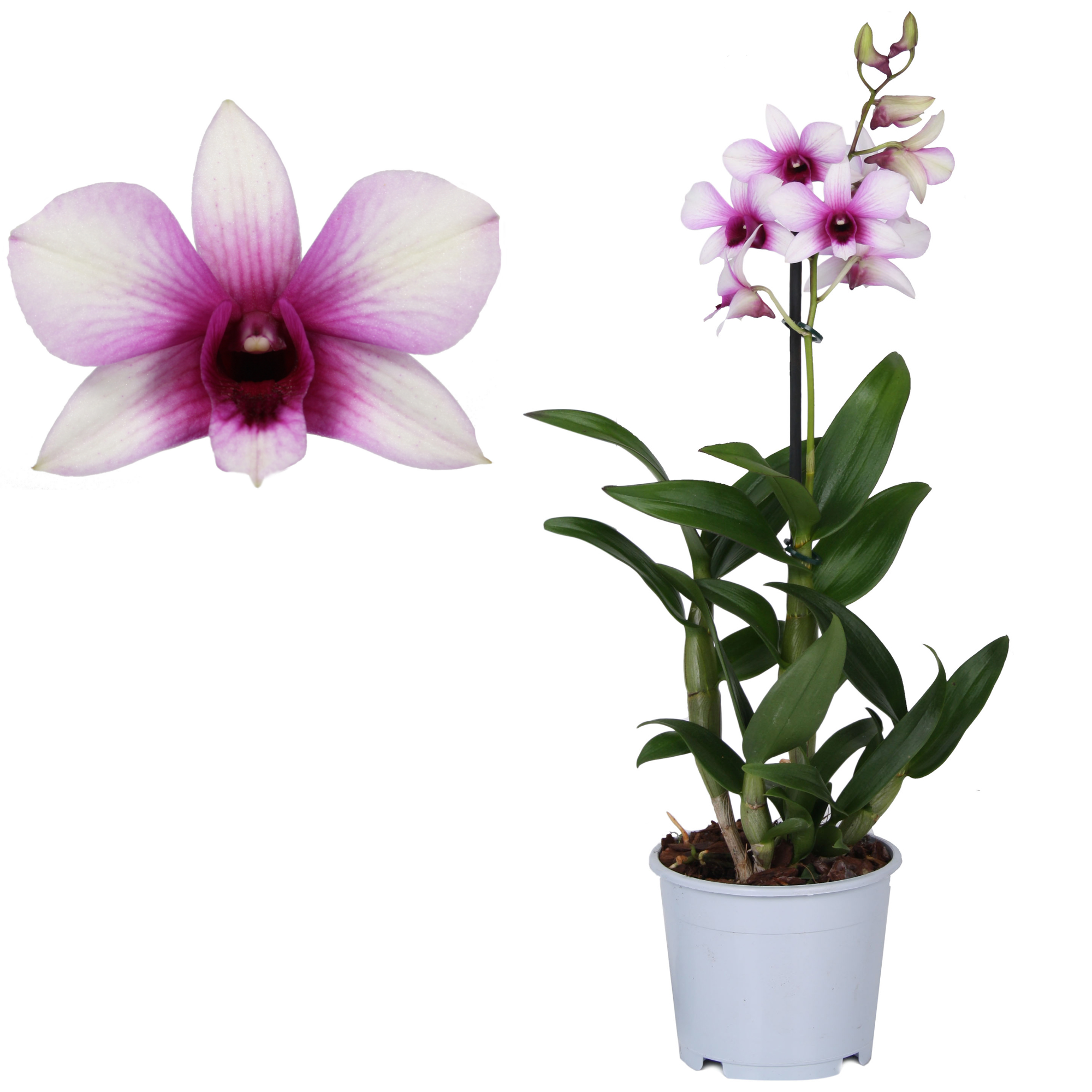 Dendrobium-Orchidee 'Polar Fire' 1 Rispe weiß/violett 12 cm Topf + product picture