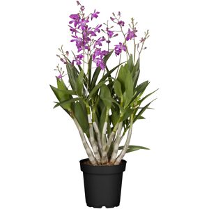 Orchidee, Berry Oda, 12 cm Topf