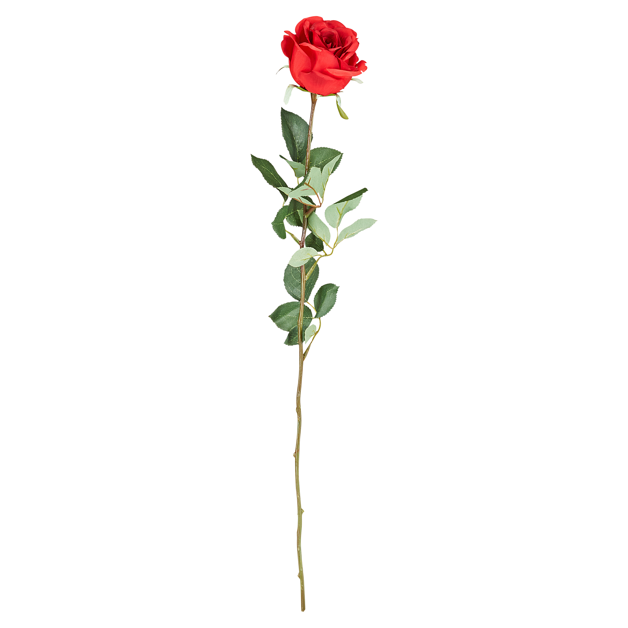 Rose rot gestielt 67 cm + product picture