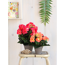 Verkleinertes Bild von Kunstpflanze Begonie im Topf, lachsfarben 20 x 25 cm