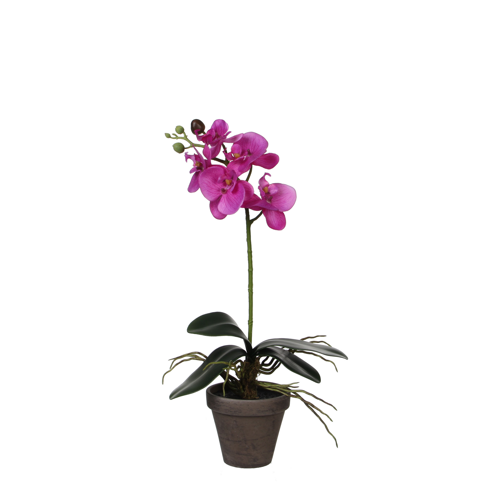Kunstpflanze Phalaenopsis im Topf, violett 13 x 48 cm + product picture