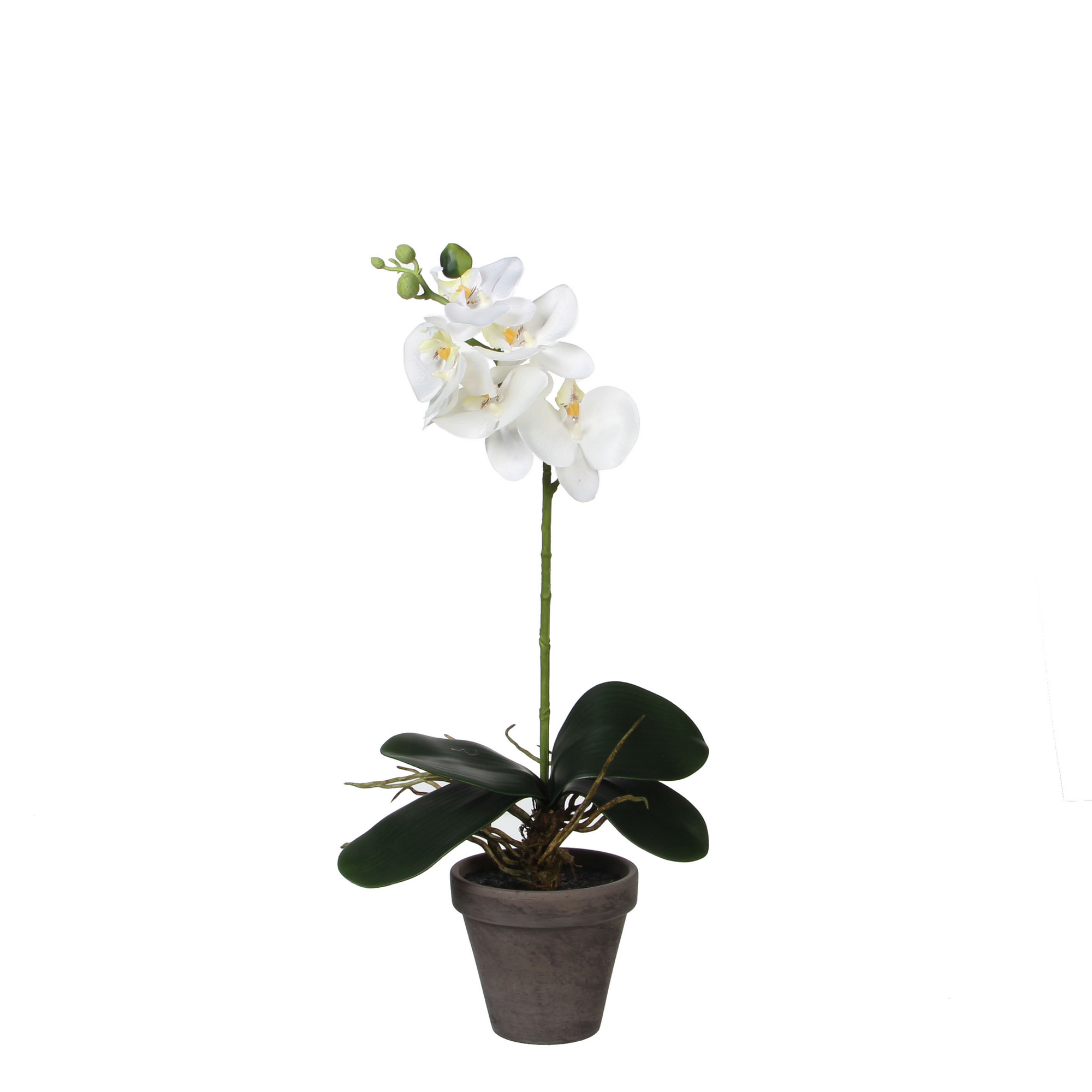 Kunstpflanze Phalaenopsis im Topf, weiß 13 x 48 cm + product picture