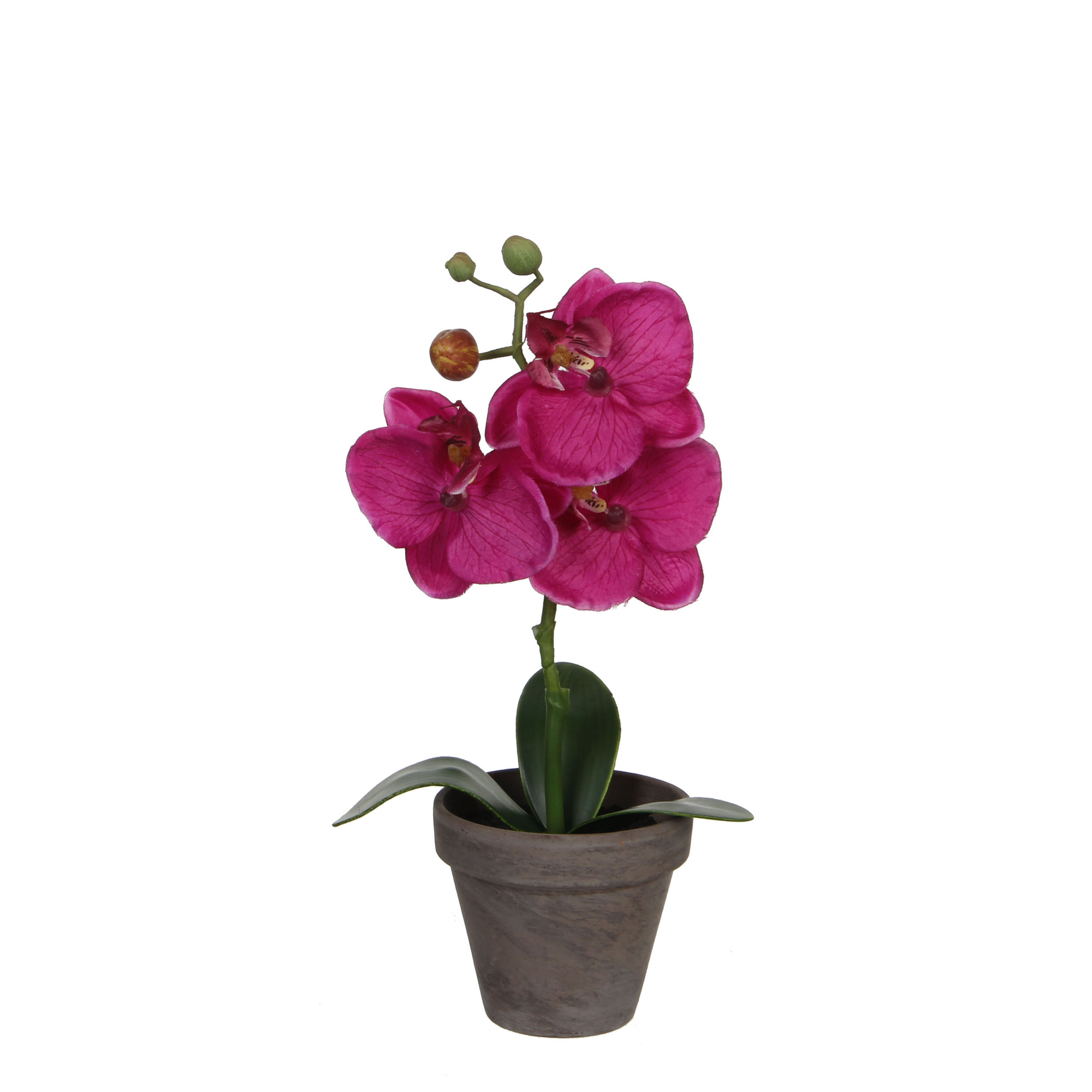 Kunstpflanze Phalaenopsis im Topf, violett 12 x 26 cm + product picture