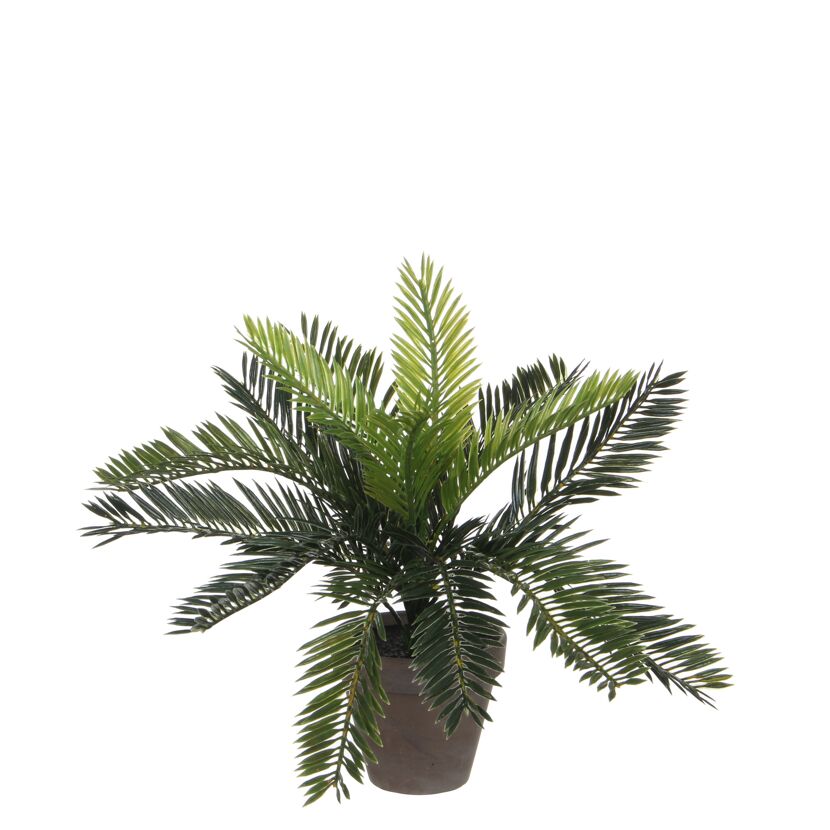 Grüne Cycas Palme im Topf