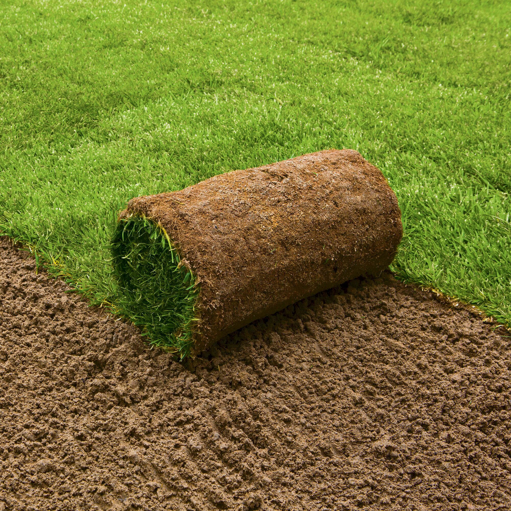 Rollrasen wird auf Erde ausgerollt.