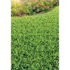 Grüner Rasen vor Blumenbeet