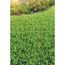 Grüner Rasen vor Blumenbeet
