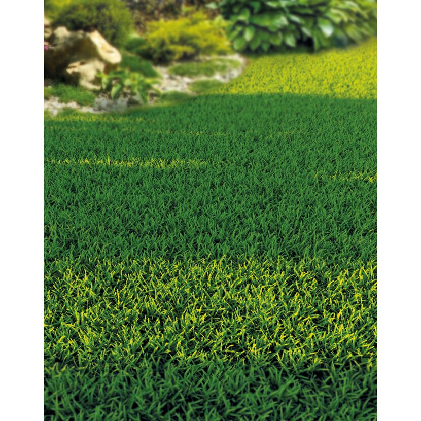 Grüner Rasen
