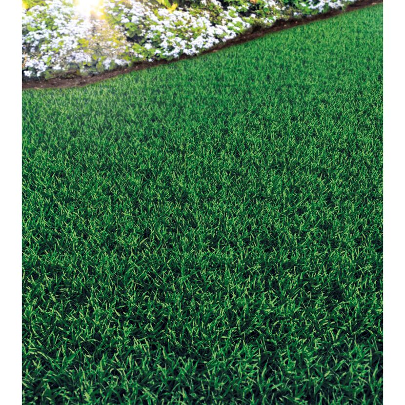 Saftig grüner Rasen