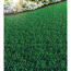 Strapazierrasen 2 kg für ca. 100 m²