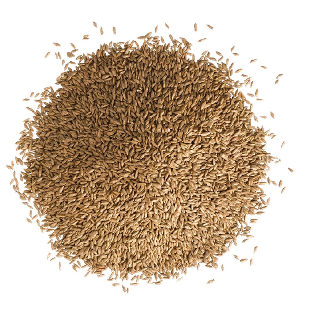 Kümmelsamen