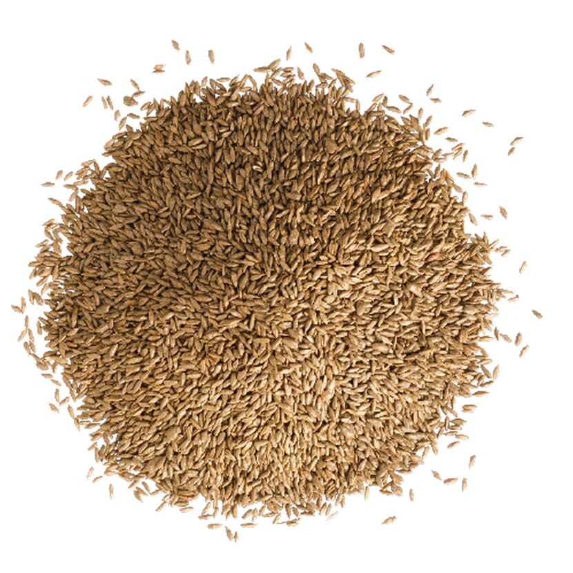 Kümmelsamen