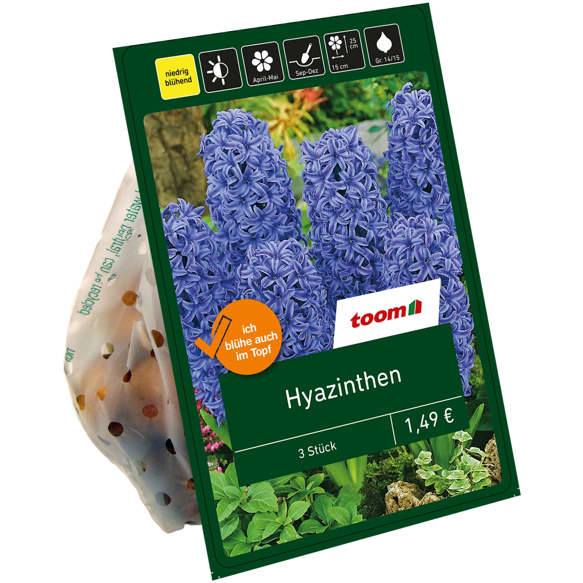 Hyazinthen, 3 Stück, 1,49 €