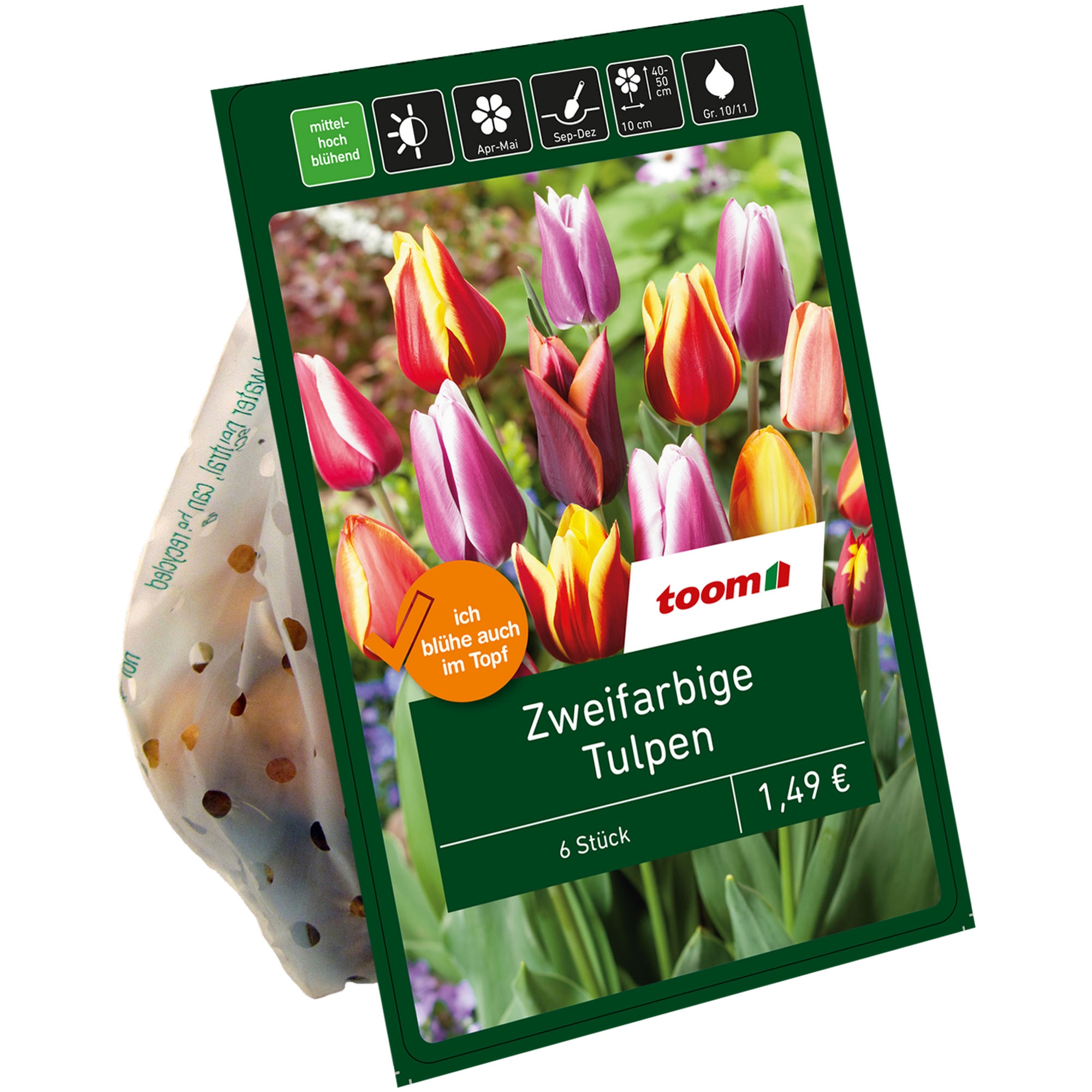 Zweifarbige Tulpen rot-gelb 6 Zwiebeln + product picture