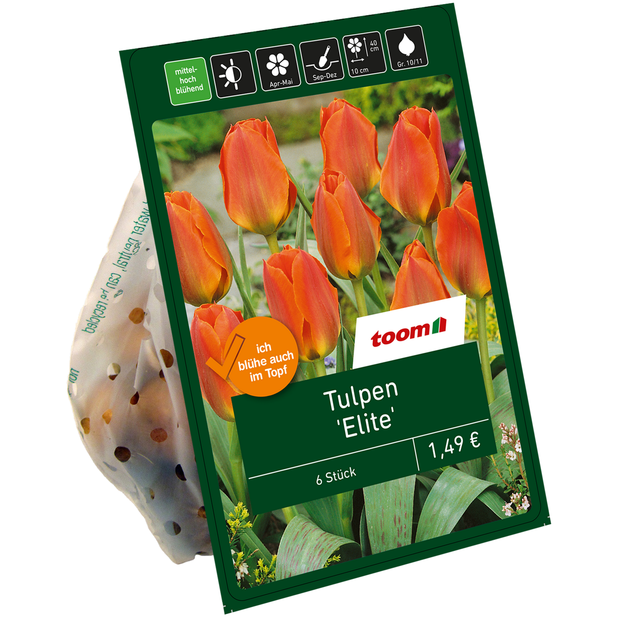 Tulpen 'Elite' orange 6 Zwiebeln + product picture