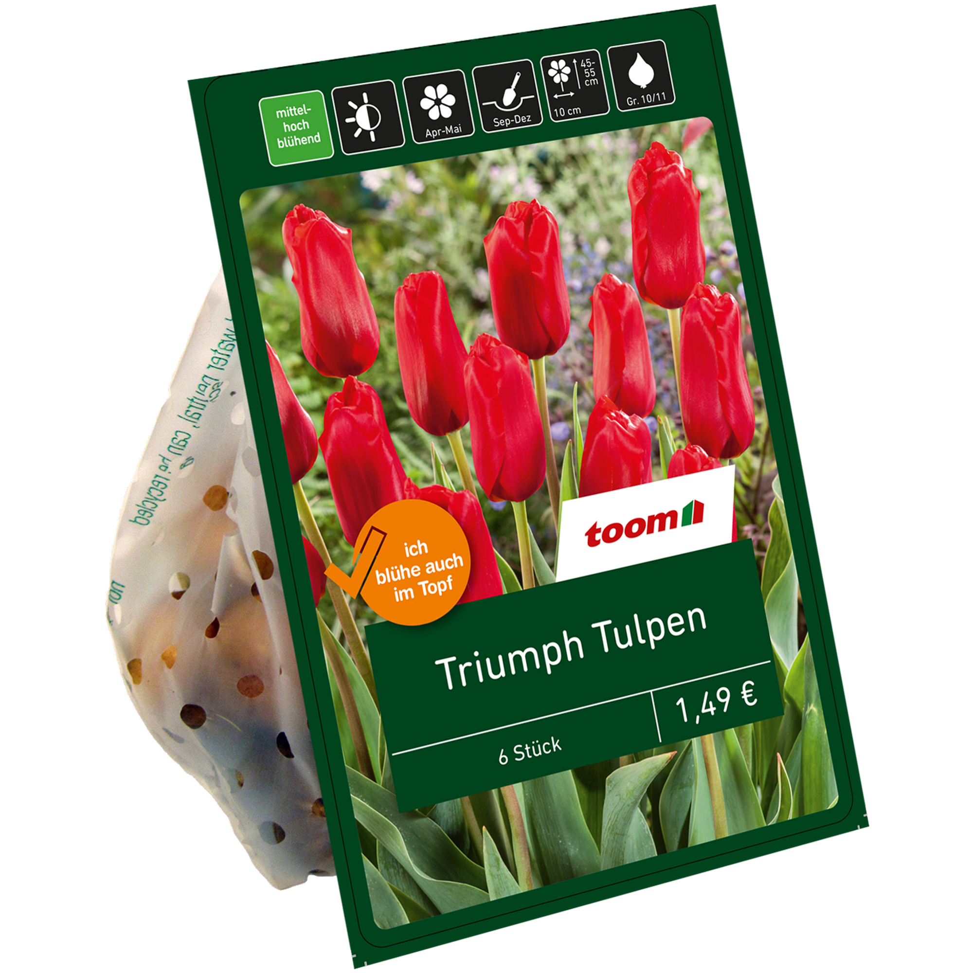 Triumph-Tulpen rot 6 Zwiebeln + product picture