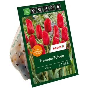 Triumph-Tulpen rot 6 Zwiebeln