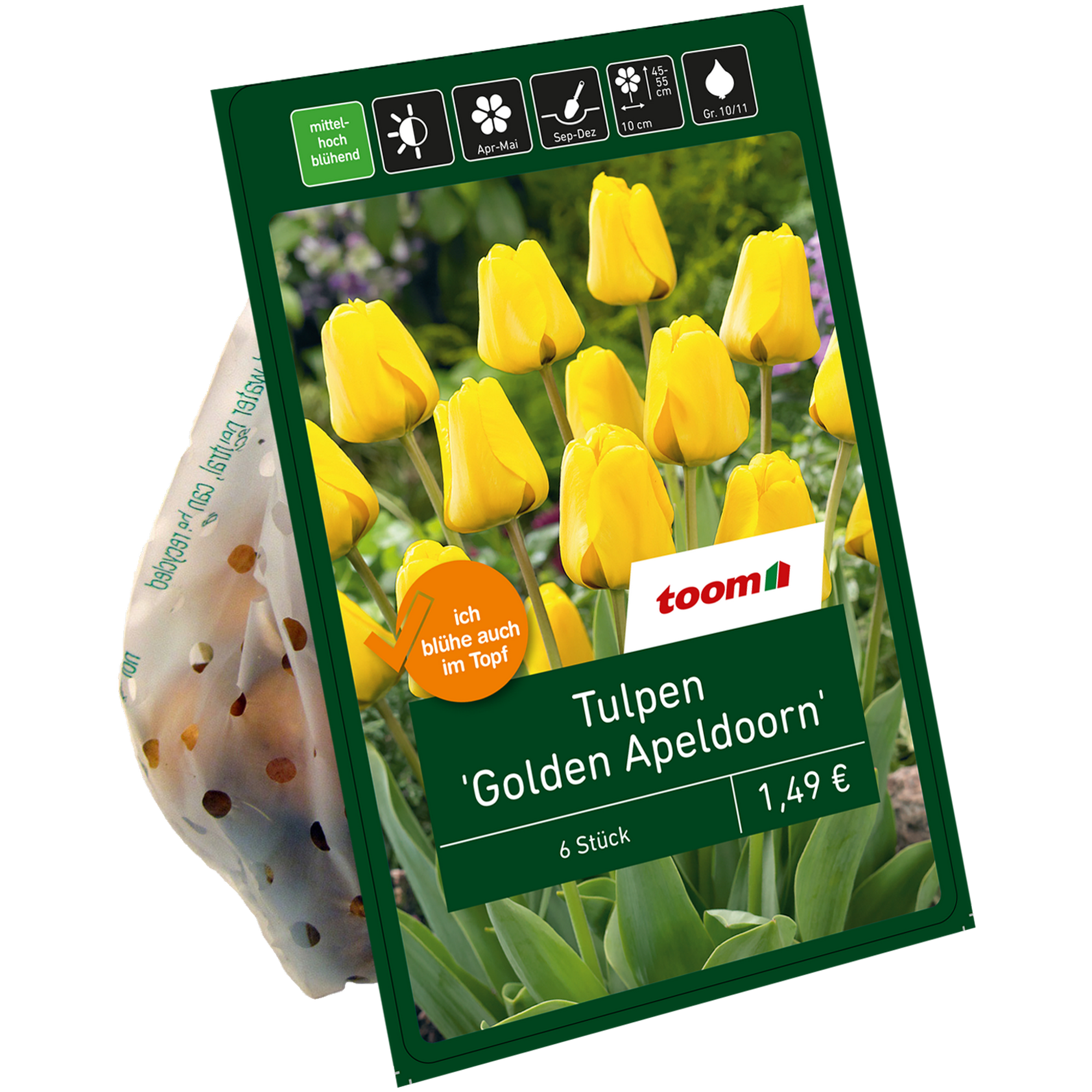 Tulpen 'Golden Apeldoorn' gelb 6 Zwiebeln + product picture