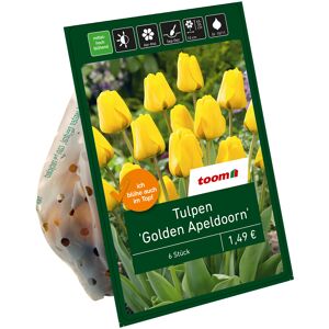 Tulpen 'Golden Apeldoorn' gelb 6 Zwiebeln