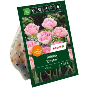 Gefüllte Tulpen rosa 6 Zwiebeln