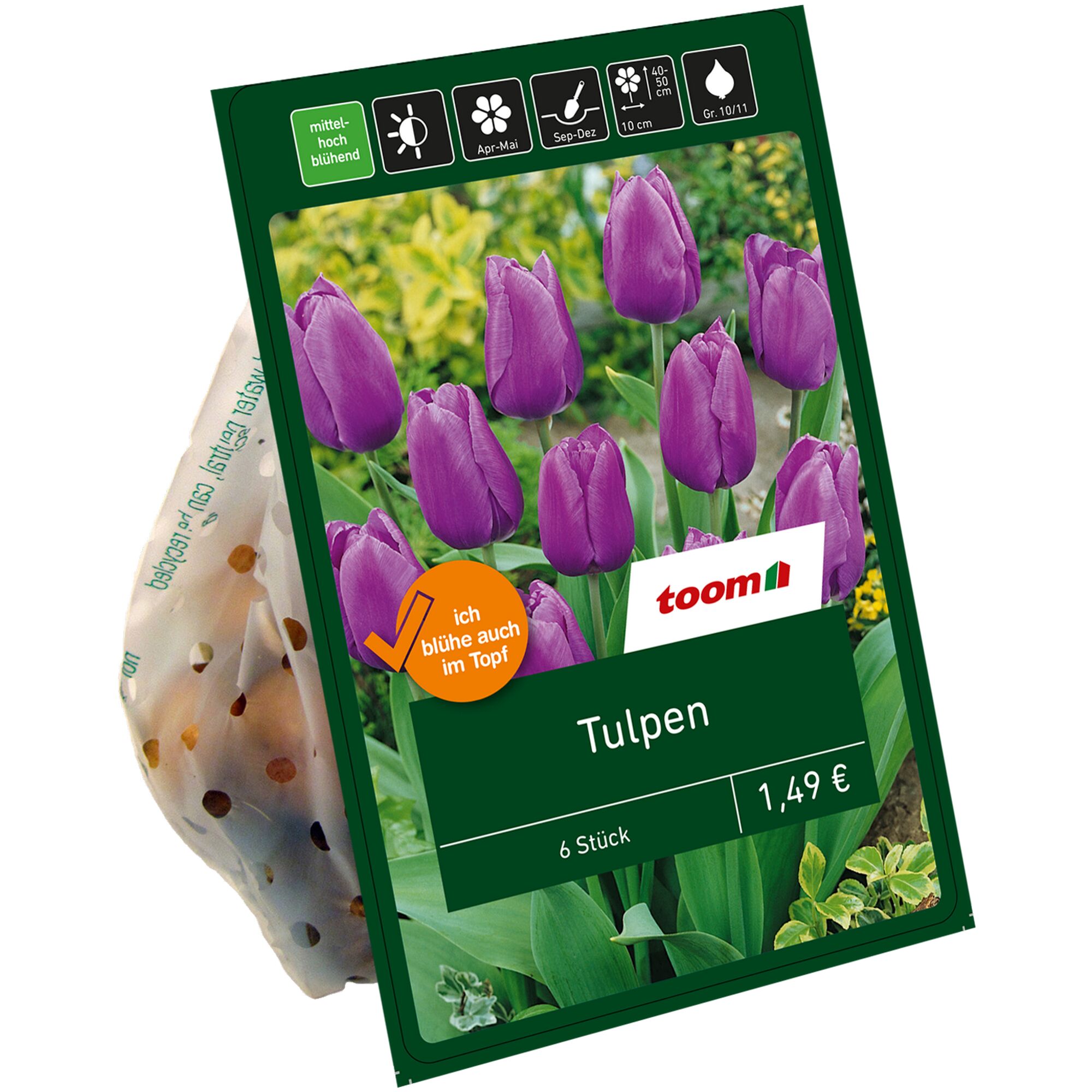 Toom Tulpenzwiebeln, violett, 6 Stück