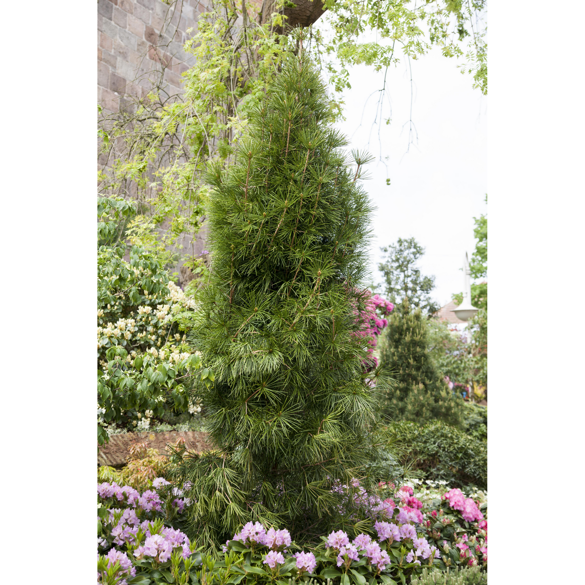 Schirmtanne, 23 cm Topf + product picture