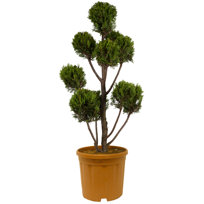 Bild von Gelbe Baumzypresse 'Castlewellan Gold' Pompon, 30 cm Topf