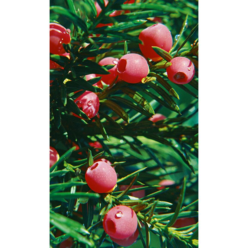 Nahaufnahme von rosa Eibenbeeren an einem Zweig.