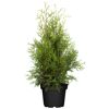 Thuja occidentalis Brabant im schwarzen Topf