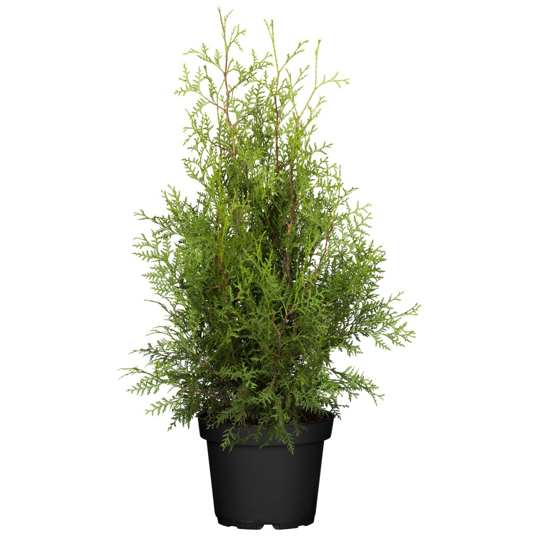 Thuja occidentalis Brabant im schwarzen Topf