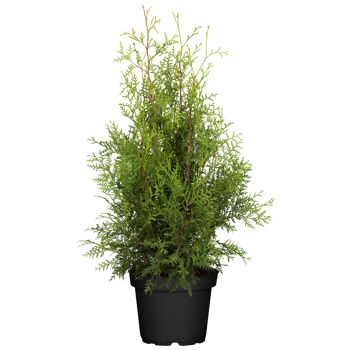 Pflanzen online bestellen toom Baumarkt