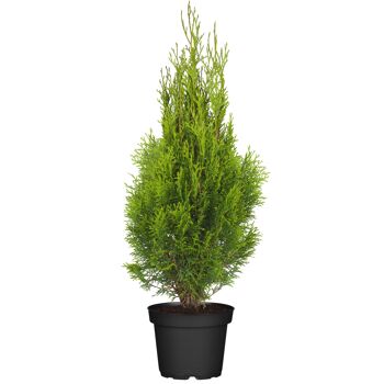 Lebensbaum 'Smaragd' 19 cm Topf