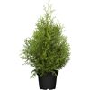 Thuja occidentalis Brabant im Topf