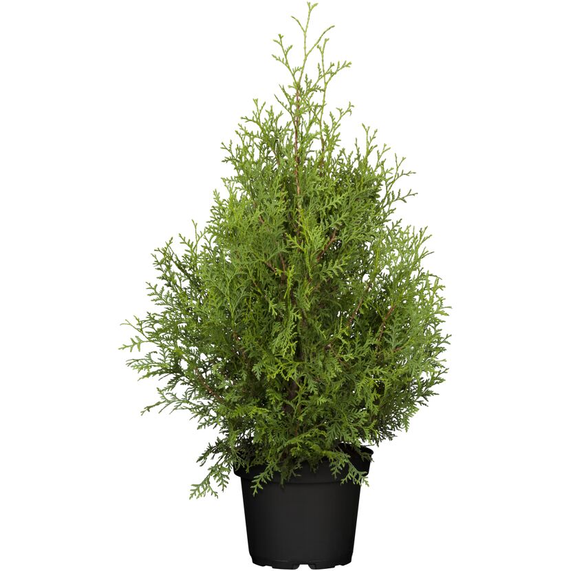 Thuja occidentalis Brabant im Topf